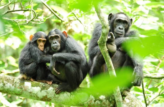 chimpanzee tracking n kibaale