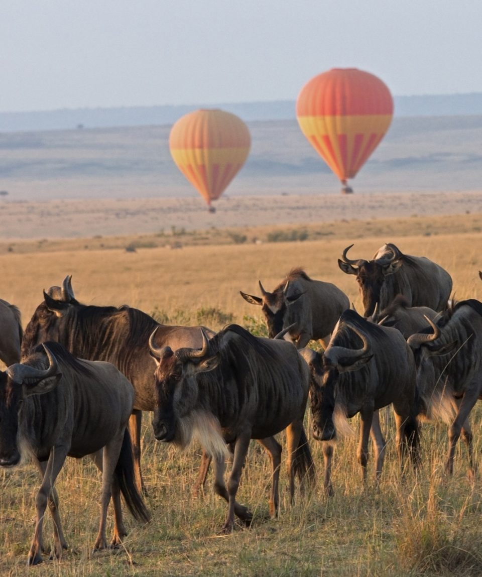 Tanzania-Safari