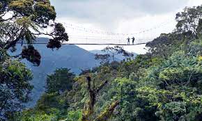 Nyungwe canopy walk