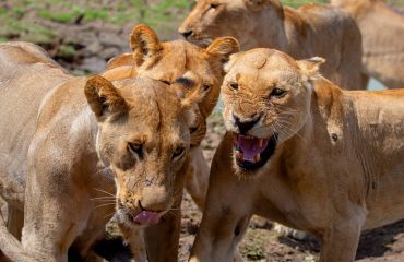 safaris lions