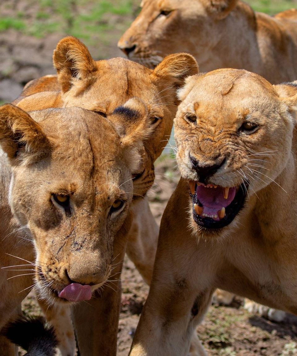 safaris lions