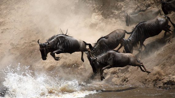 wildebeest_migration_tanzania