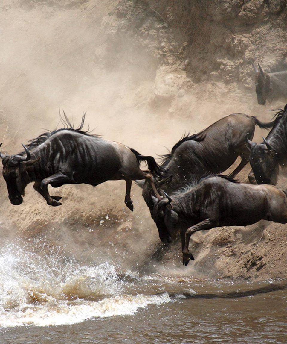 wildebeest_migration_tanzania
