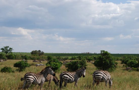 Zebras in lake Mburo National park