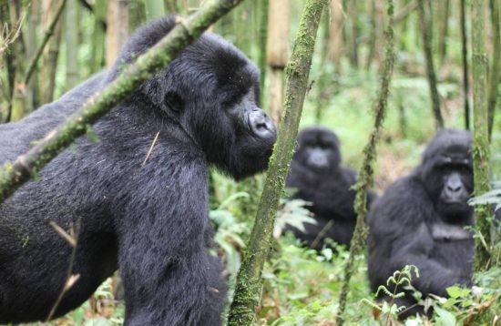 Gorilla Family in Mgahinga Uganda