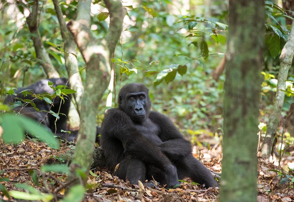 Gorilla Trekking Uganda 249