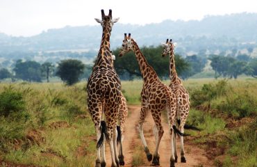Giraffes-in-Kidepo