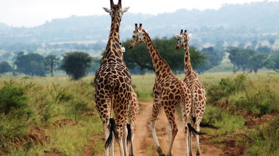 Giraffes-in-Kidepo