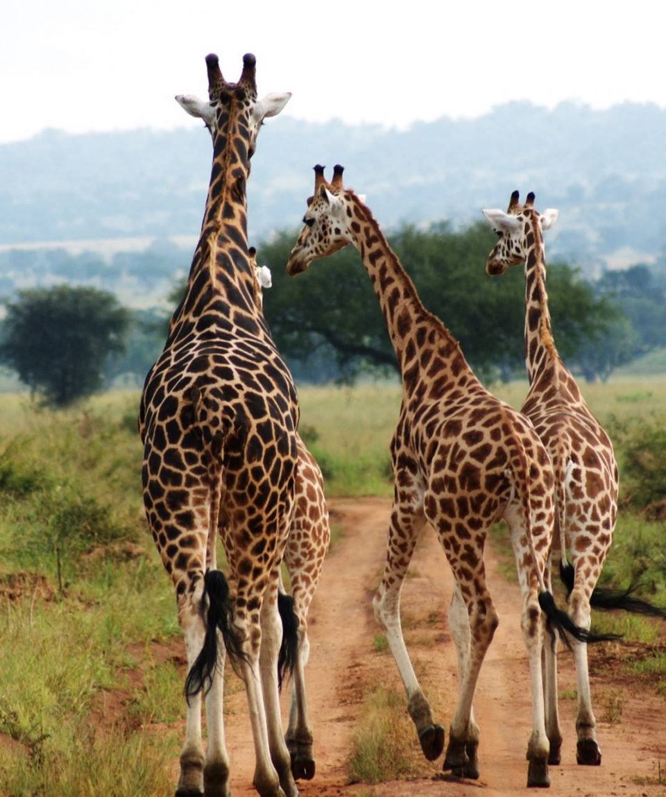 Giraffes-in-Kidepo