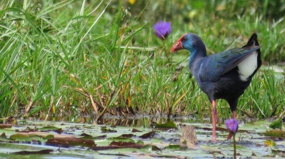 Purple-Swamp-Hen-Mabamba