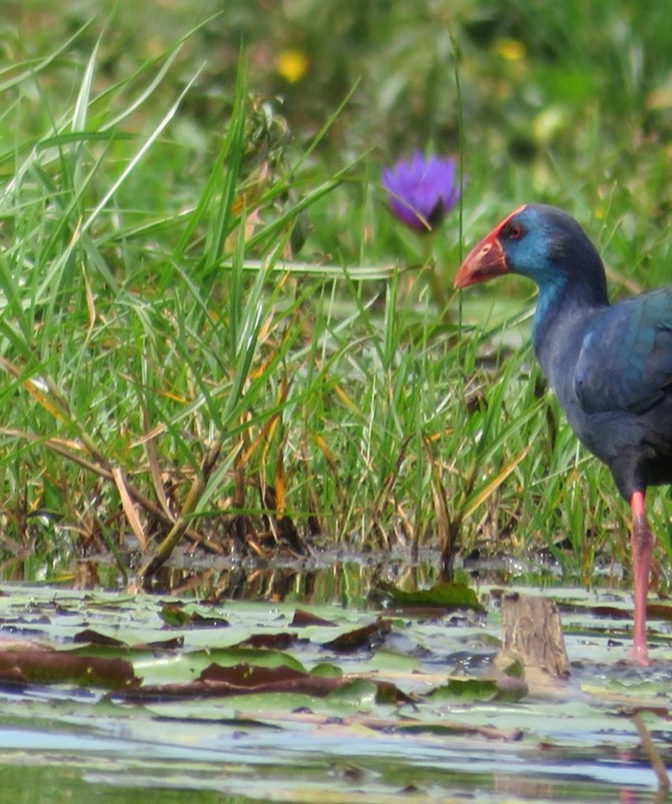 Purple-Swamp-Hen-Mabamba