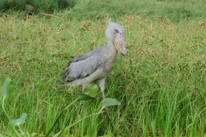 birding safari