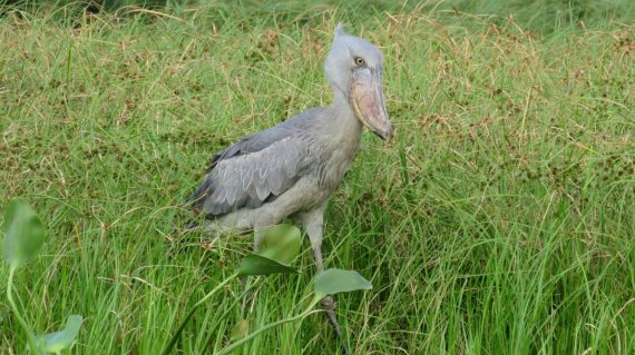 Mabambabay wetland shoebill