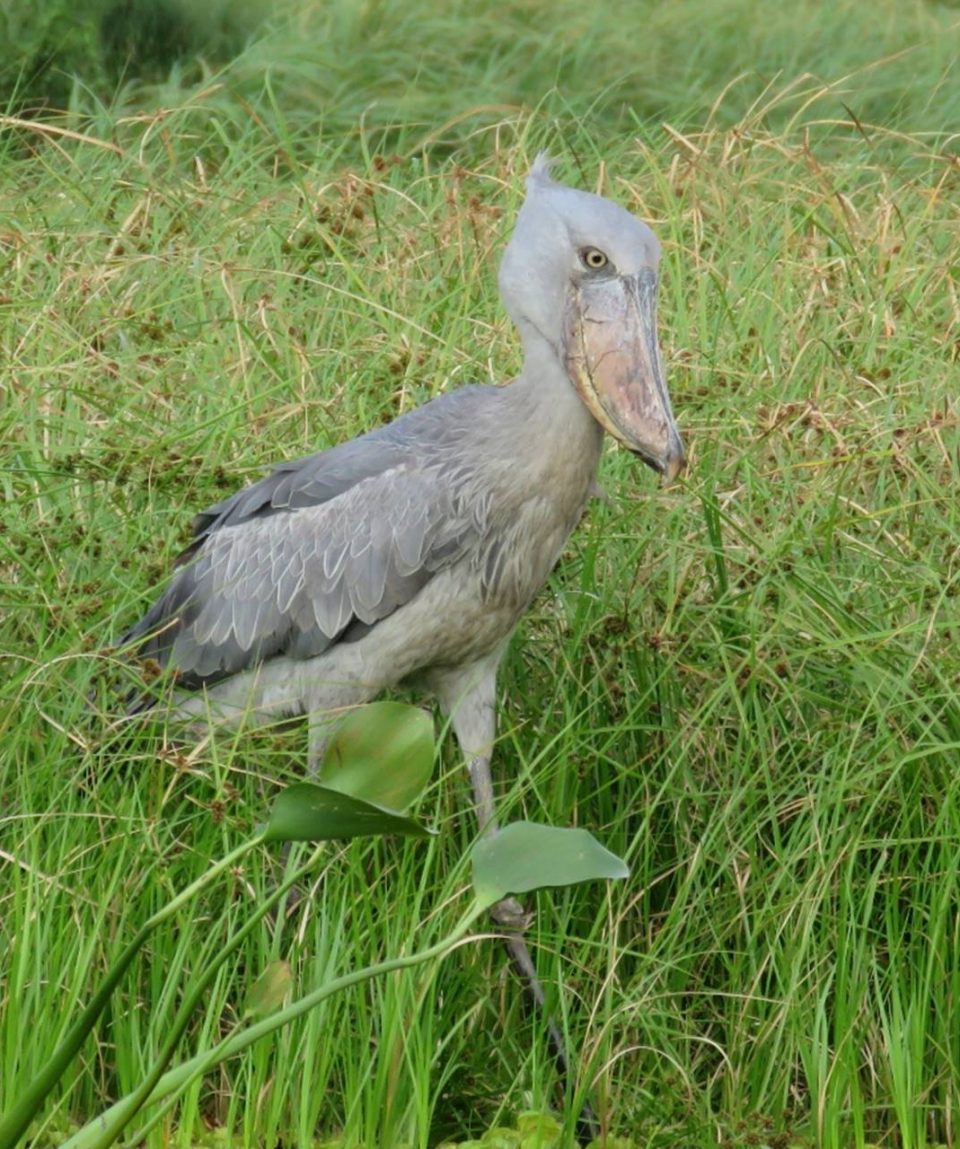 Mabambabay wetland shoebill