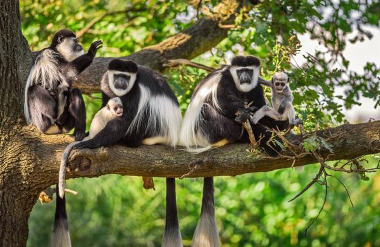 5 Days of an Interesting Primate Adventure Safari in Rwanda