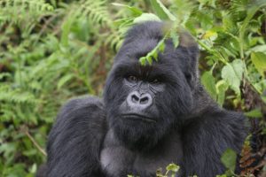 Gorilla in Bwindi: Uganda Safari Tip