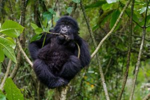 Gorilla tracking in Bwindi