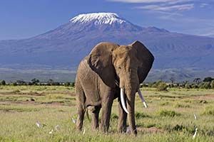 safari to Amboseli National park