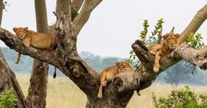 tree climbing lions in Queen Elizabeth National park