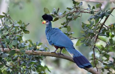 uganda-birds-great-blue-turaco