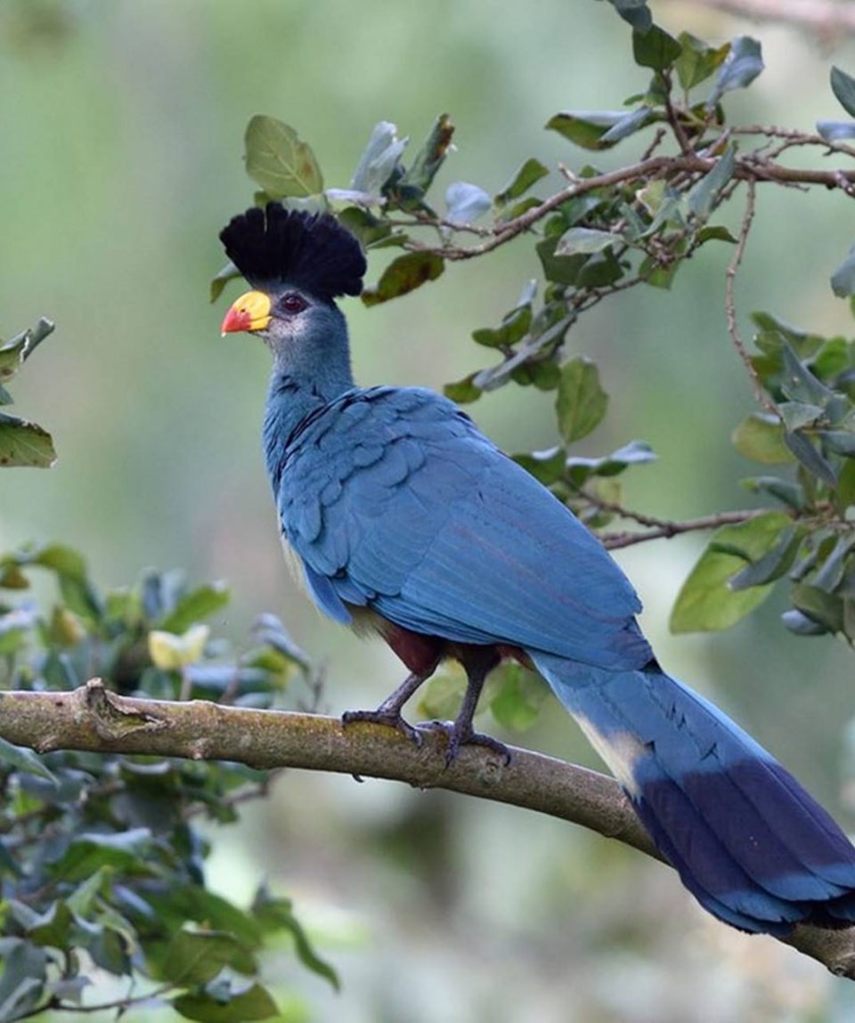 uganda-birds-great-blue-turaco