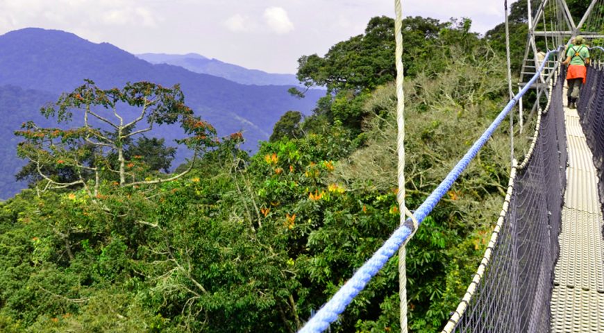 canopy-walk-rwanda-view