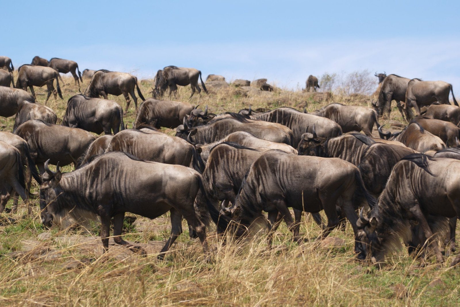 Planning Your Dream Tanzania Migration Safari: Tips and Must-See Destinations