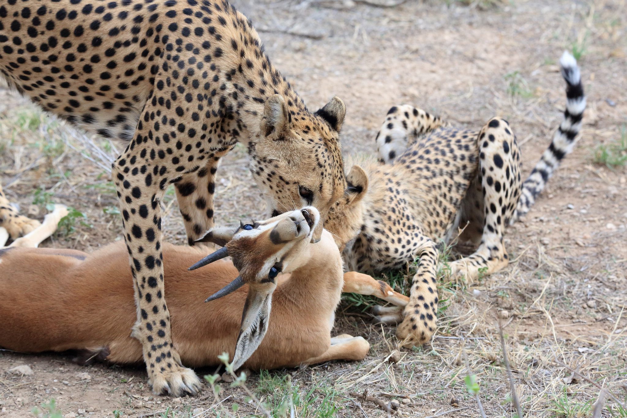 The best time to go for Kenya safari experience, Kenya safari tips