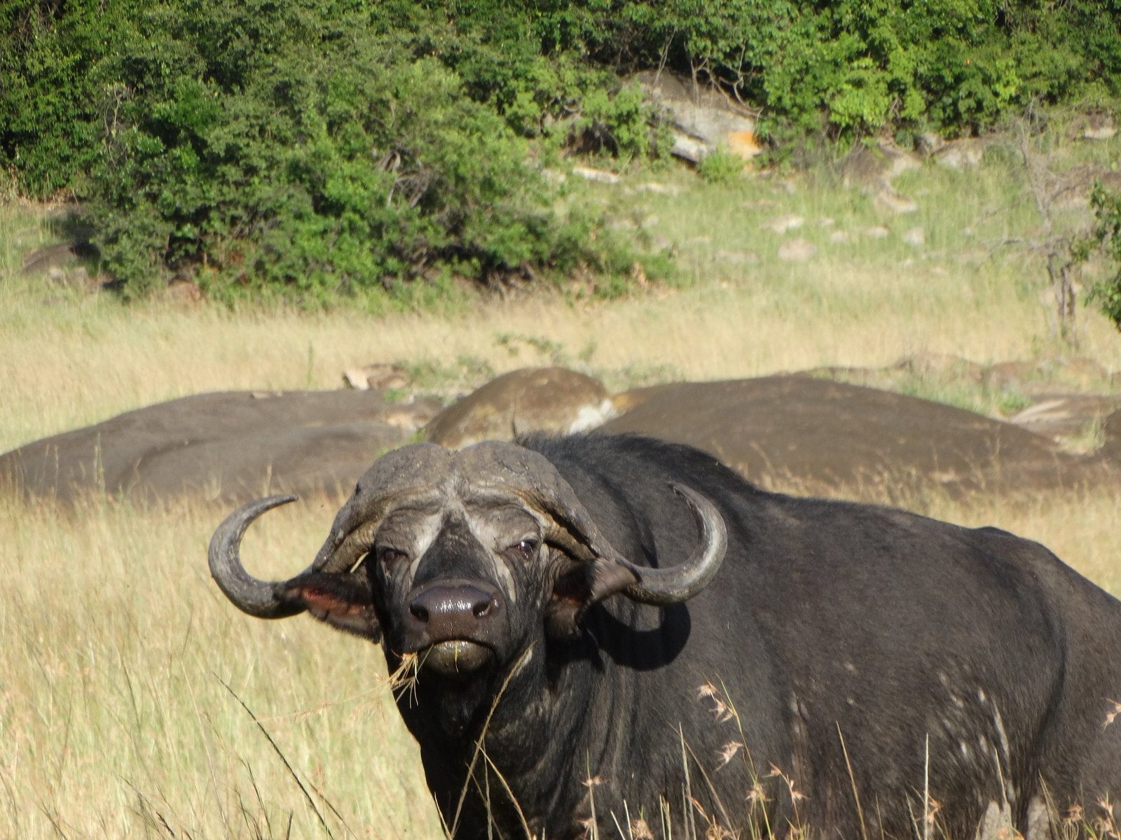 Into the Heart of Africa: Exploring Tanzania's Epic Safari Adventures