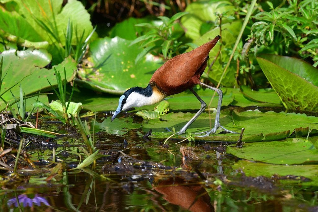 Mabamba Swamp: The Birders' Haven