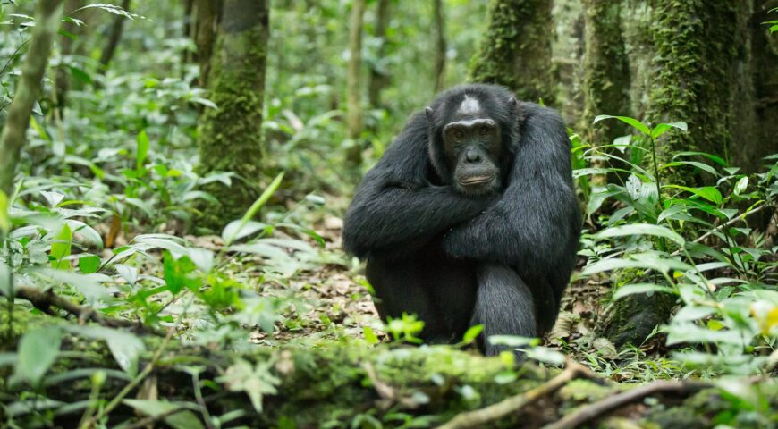 Are Chimpanzees Aggressive? Uganda Chimpanzee Trekking