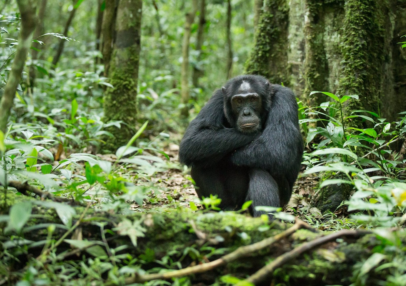 Are Chimpanzees Aggressive? Uganda Chimpanzee Trekking Safaris