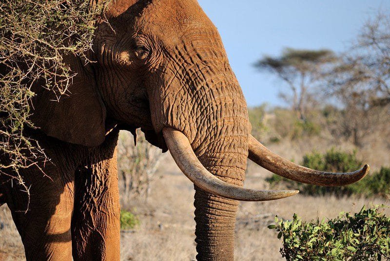 10 best destinations for kenya safari experience