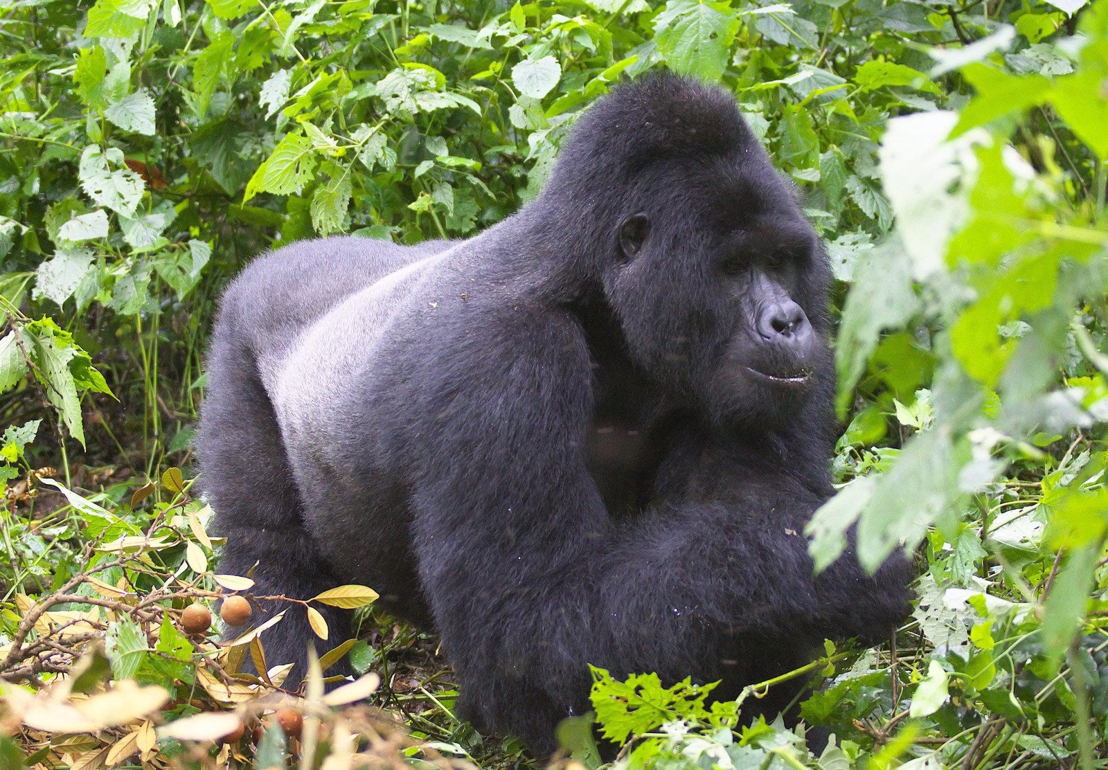 Uganda Gorilla Trekking: A Once-in-a-Lifetime Experience