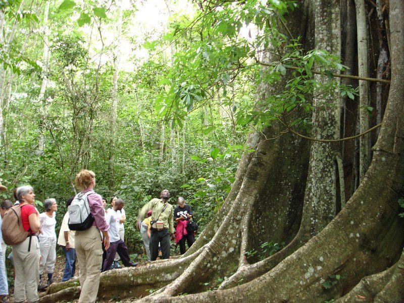 Exploring the Enchanting Mabira Forest in Uganda