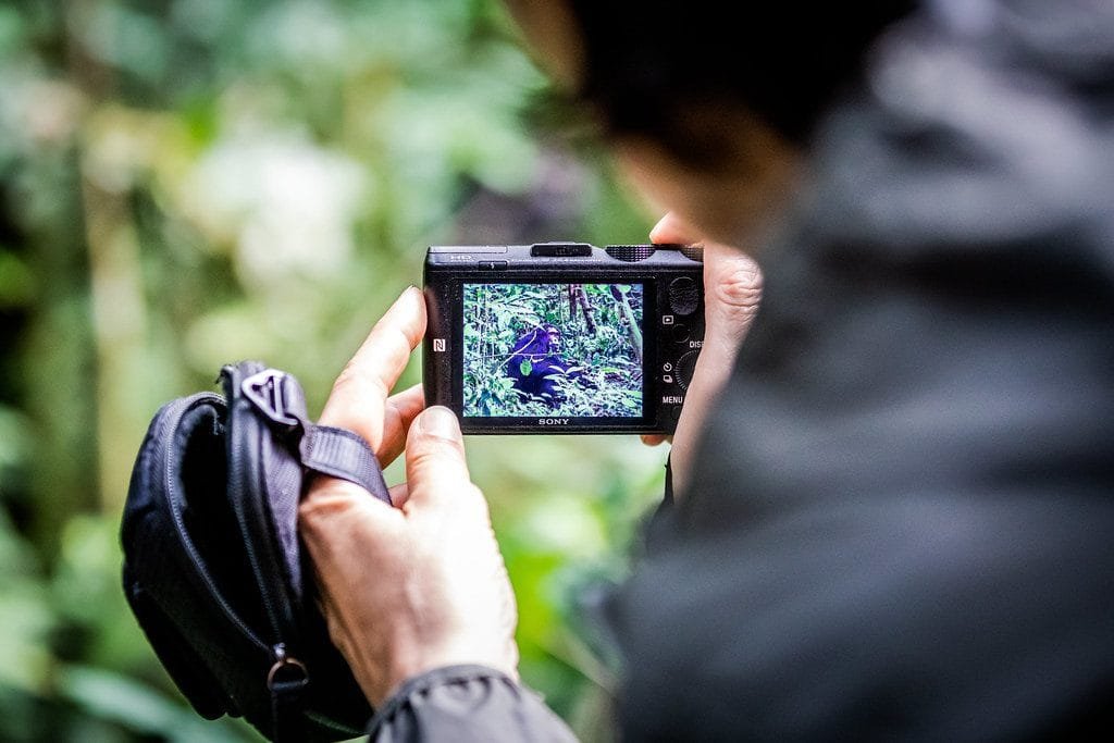 East Africa's Best Chimpanzee Trekking Locations