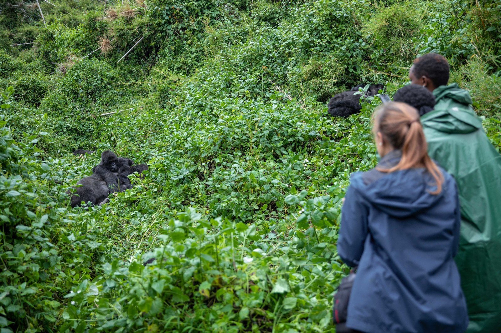 How to Reserve Gorilla Trekking Permits in Uganda