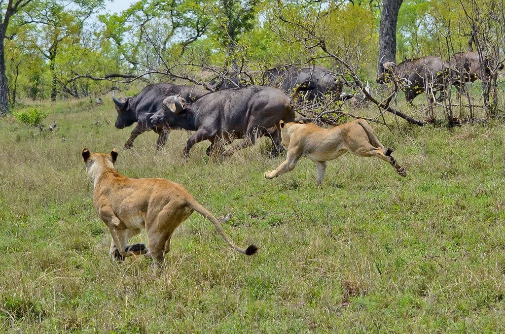 What Safari Activities Are Popular During the Rainy Season?