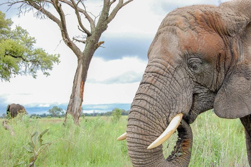 East African Safari During the Christmas Season