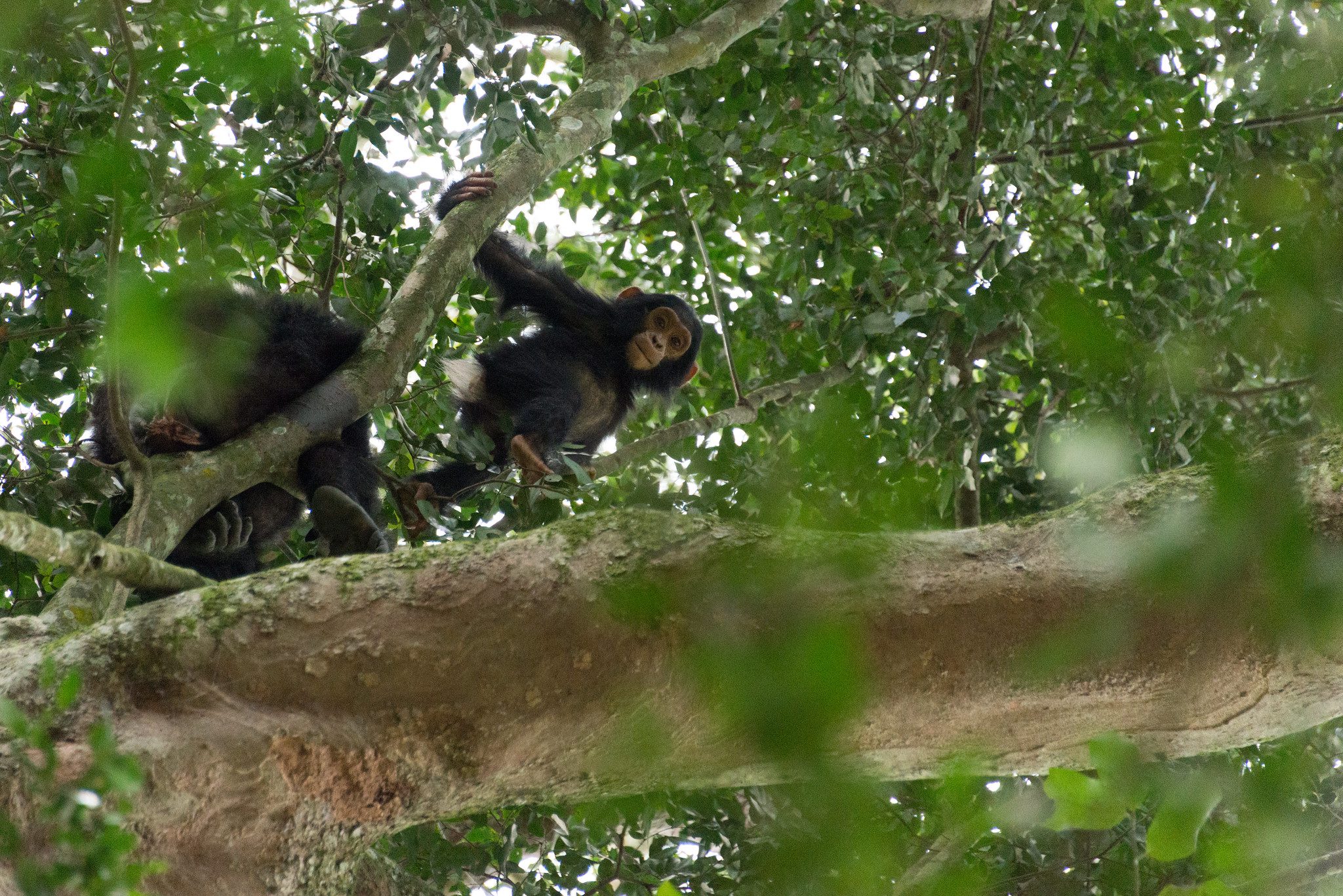 The Kyambura Gorge, Chimpanzee tracking safaris, Birding tours