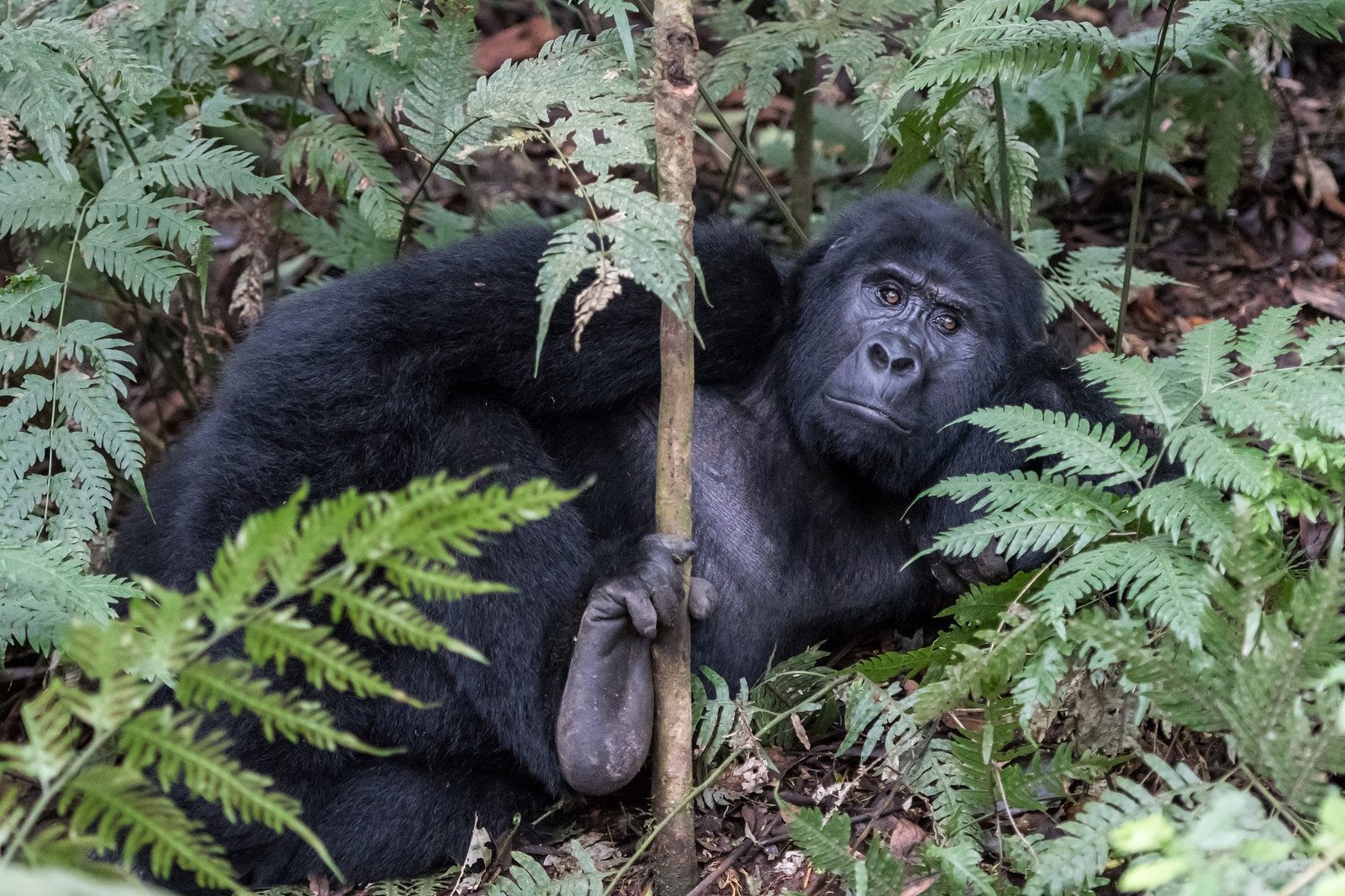 gorilla seen on a uganda honeymoon safari in bwindi forest