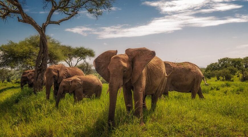 Best Tanzania Safari, Tours and Holiday Destinations