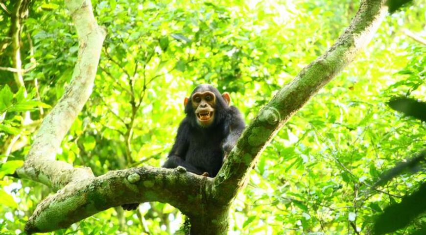 chimpanzee in budongo forest