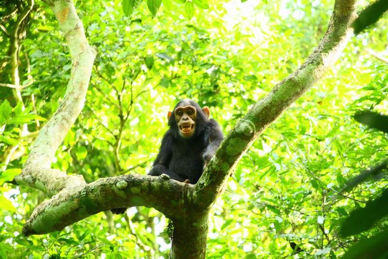 Things to do on a 3 Day Safari to Murchison Falls National Park