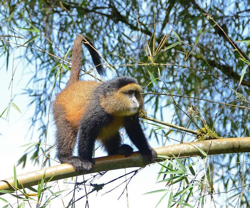 Reasons to Visit Rwanda on Vacation