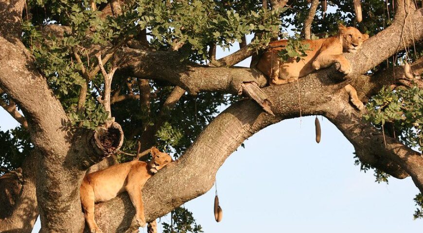 tree climbing lions at queen elizabeth national park
