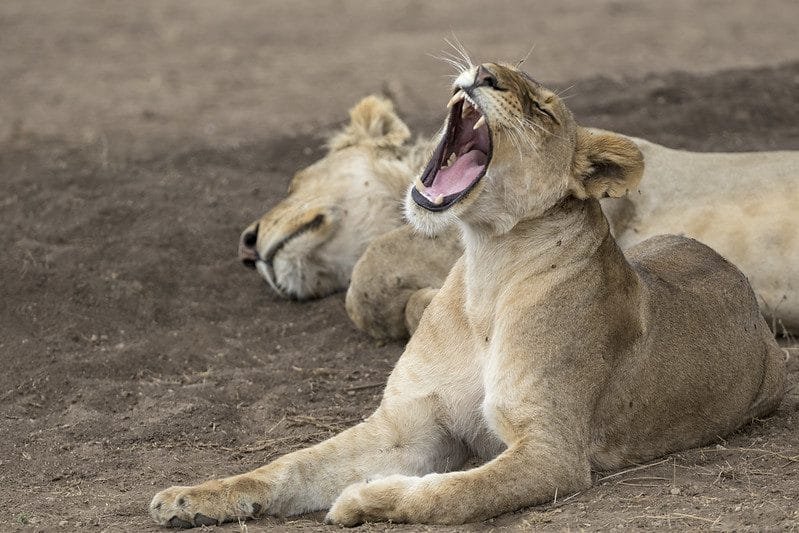 Wildlife Encounters: What to Expect on a Tanzania Adventure Safari Tour