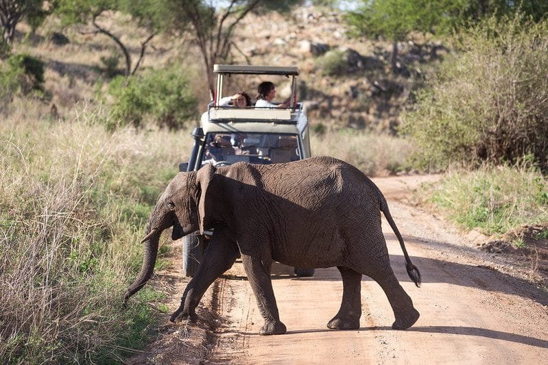 The Big Five: Why These Animals are the Ultimate Safari Experience