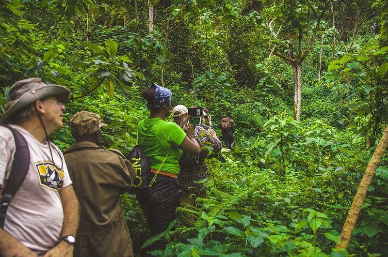 Guide To Mountain Gorilla Trekking In Bwindi Impenetrable Forest National Park