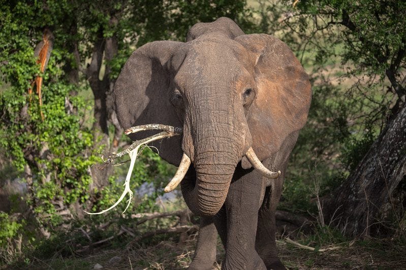 Capturing the Moment: Tips for Photographing Wildlife on a Tanzania Adventure Safari Tour